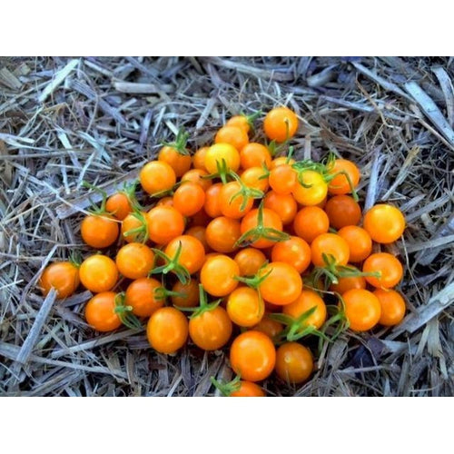 TOMATO 'Orange Current' ORGANIC - Boondie Seeds