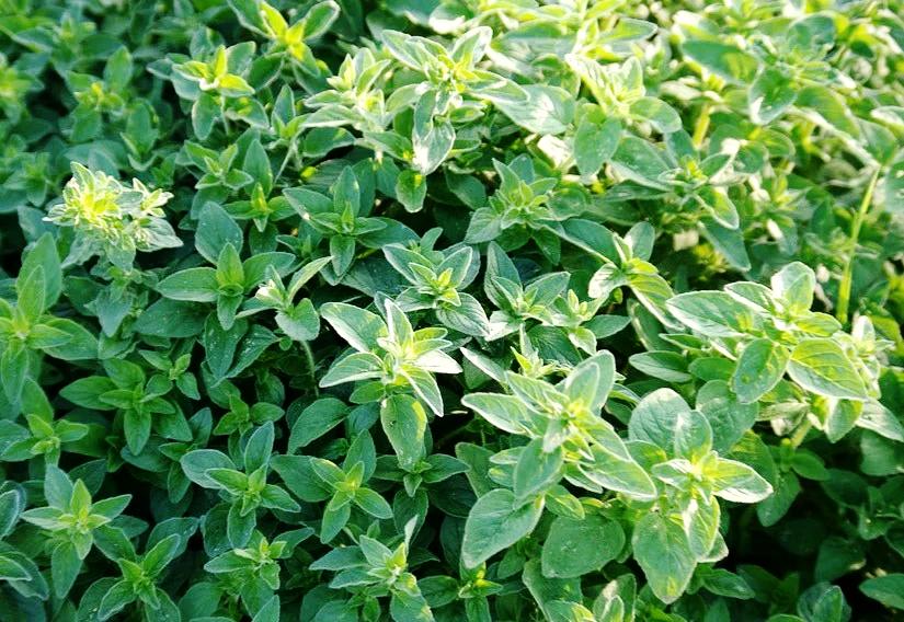 OREGANO 'Greek' seeds