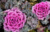 ORNAMENTAL KALE 'Frilly Mix' seeds