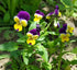 HEARTSEASE / VIOLA / WILD PANSY 'Johnny Jump Up' seeds