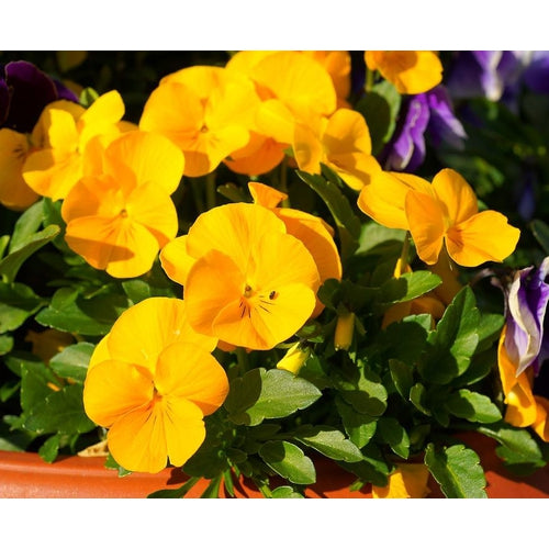 VIOLA 'Prince John' / pansy - Boondie Seeds