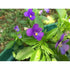 VIOLA 'King Henry' / pansy seeds