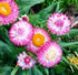 PAPER DAISY 'Bright Rose / Pink' / STRAWFLOWER / EVERLASTING DAISY seeds