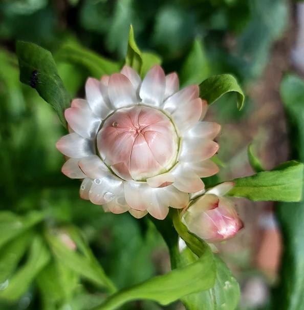 PAPER DAISY 'Salmon Rose' / STRAWFLOWER / EVERLASTING DAISY seeds