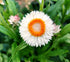 PAPER DAISY 'White' / STRAWFLOWER / EVERLASTING DAISY seeds