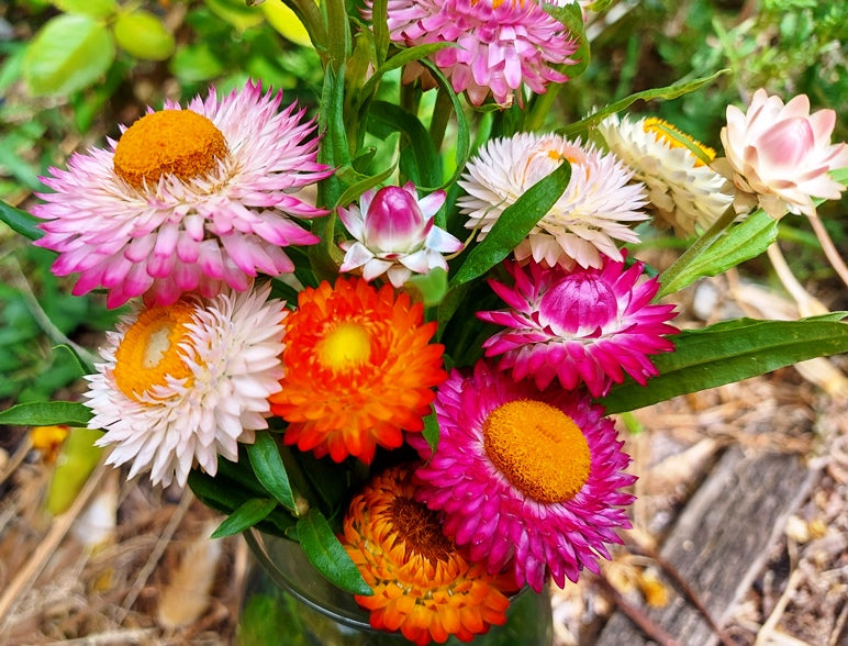 PAPER DAISY 'Dwarf Tom Thumb Mix' / STRAWFLOWER seeds *Good for pots*