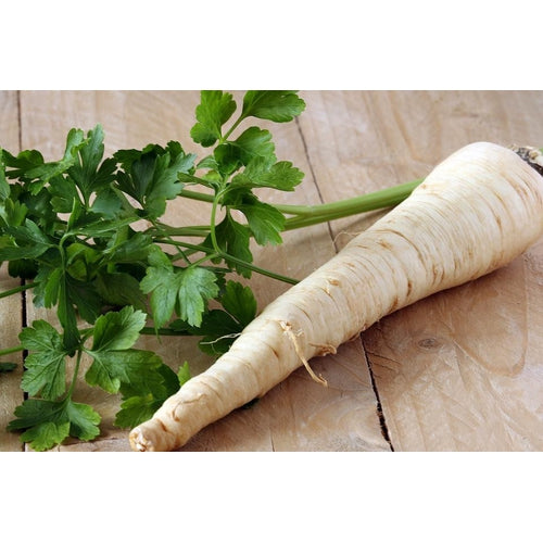 PARSLEY ROOT / PARSLEY HAMBURG ROOTED - Boondie Seeds