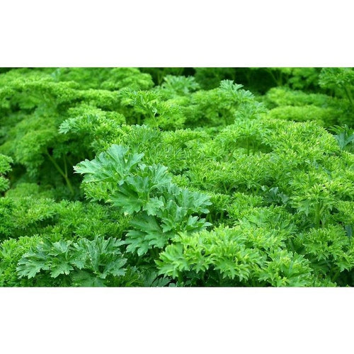 PARSLEY 'Curled' - Boondie Seeds