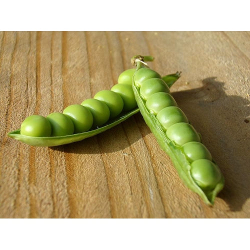 PEA 'Massey Gem' /Shelling - Boondie Seeds