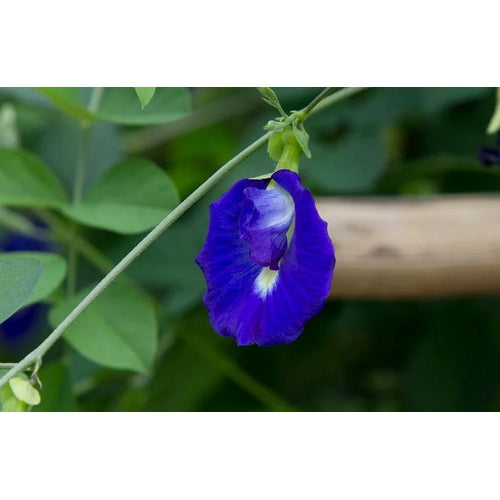 BUTTERFLY PEA / Asian pigeonwings / Darwin Pea - Boondie Seeds