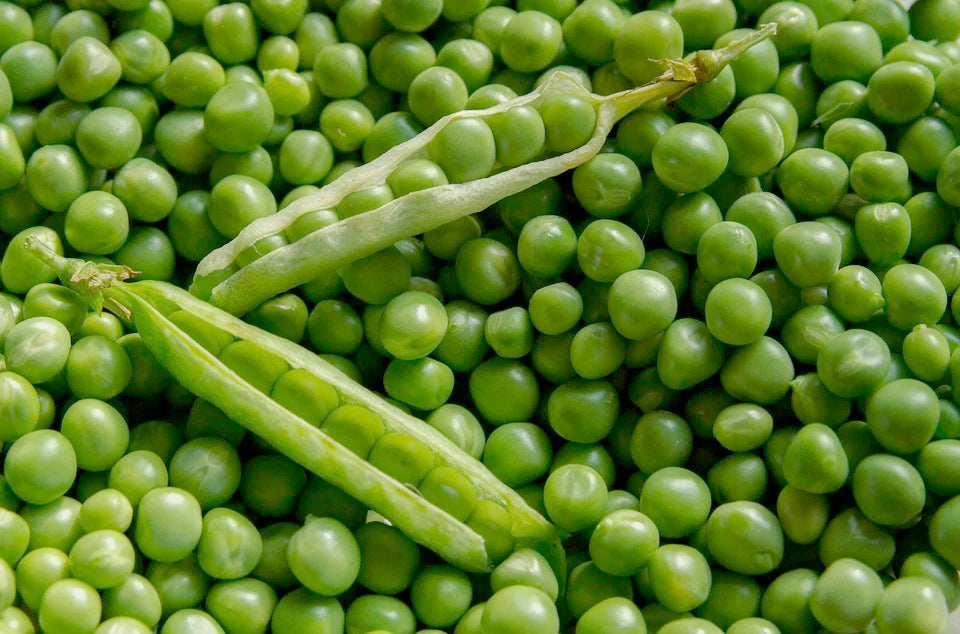 PEA SHELLING 'Greenfeast' seeds