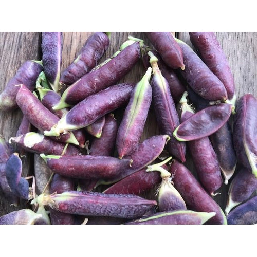 SNAP PEA 'Sugar Magnolia' - Boondie Seeds