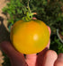 TOMATO 'Wapsipinicon Peach' seeds