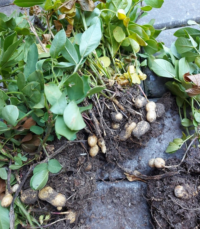 PEANUT 'Virginia Bunch' seeds