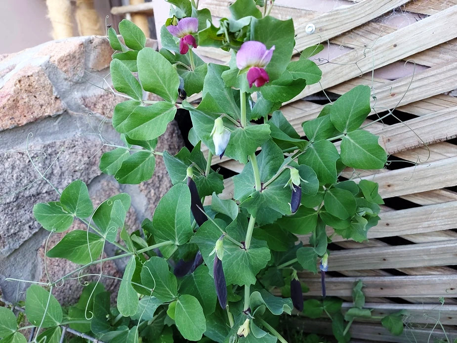 SNAP PEA / PURPLE  'Sugar Magnolia' seeds