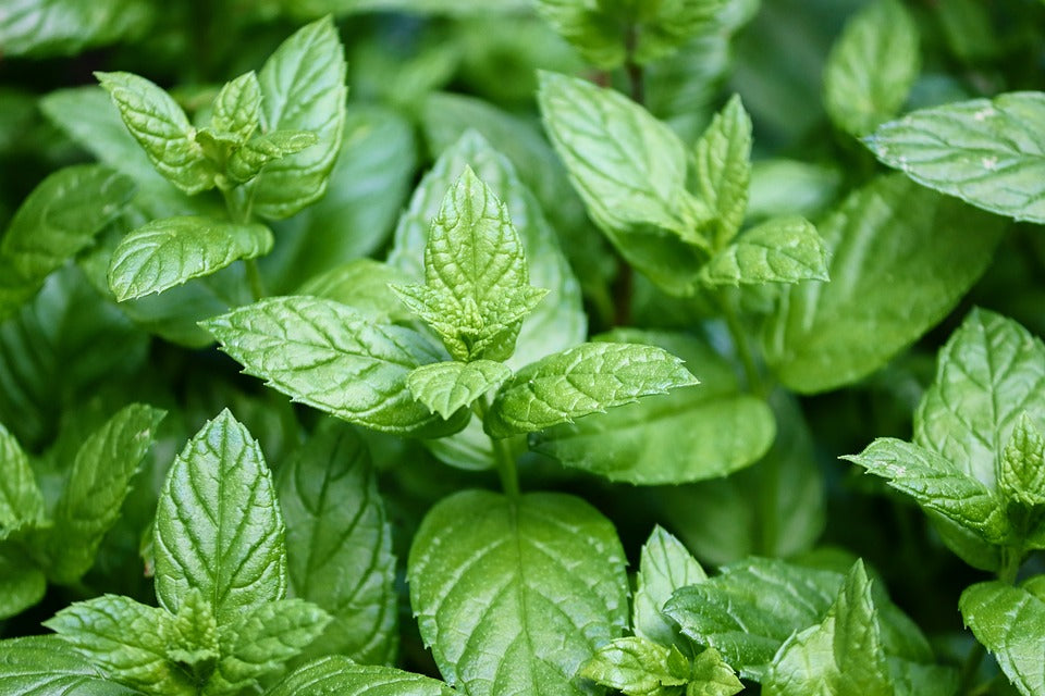 PEPPERMINT seeds