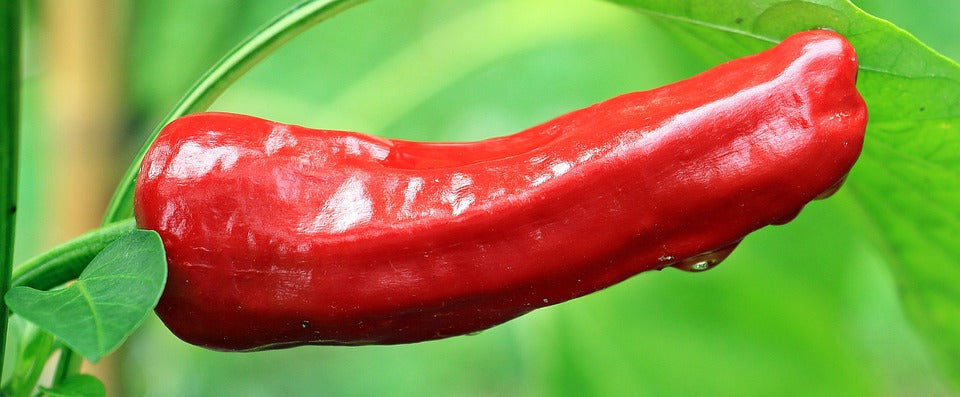 CHILLI 'Anaheim' seeds