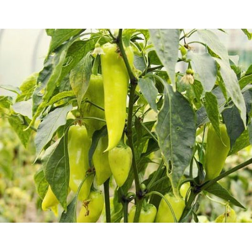 CAPSICUM 'Hungarian Wax Sweet' - Boondie Seeds