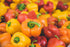 CAPSICUM MINI SWEET MIX seeds