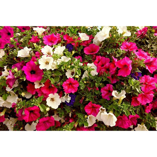 PETUNIA 'Budget Mix' seeds