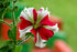 PETUNIA 'Red + White Star' / Nana Compacta seeds