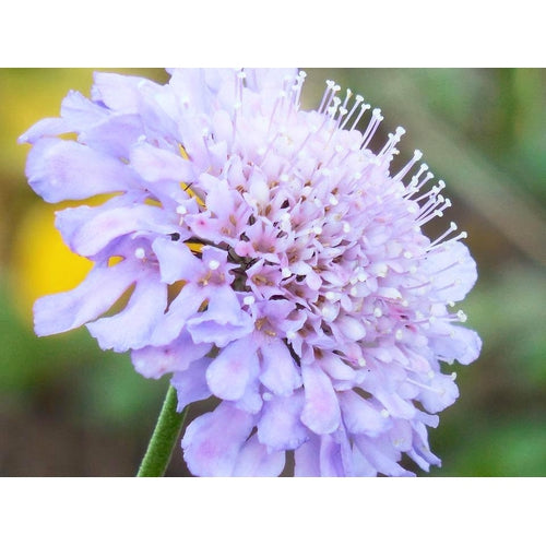 PINCUSHION FLOWER Tall Double Mix - Boondie Seeds