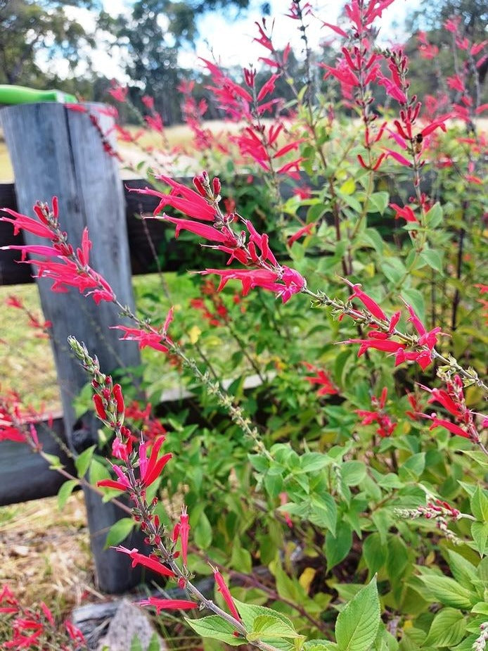 PINEAPPLE SAGE - plant