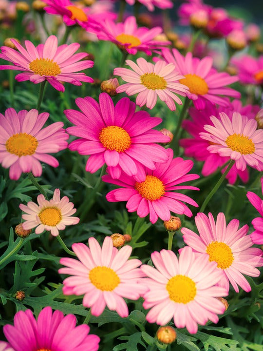 CHRYSANTHEMUM DAISY 'Robinsons Painted Giants' seeds