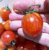 TOMATO CHERRY 'Pink BumbleBee' seeds