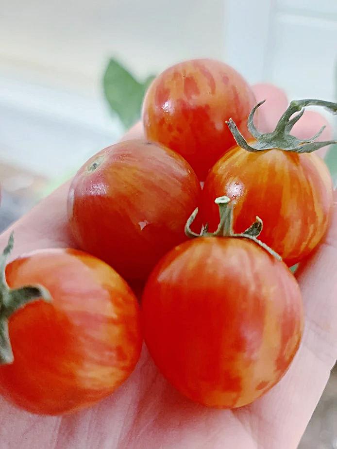 TOMATO CHERRY 'Pink BumbleBee' seeds