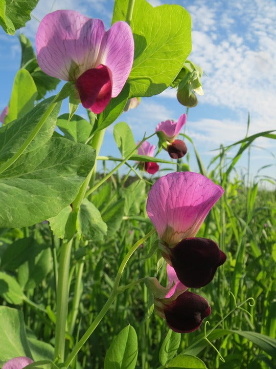 SNOW PEA 'Yukomo Giant' / Yakumo seeds