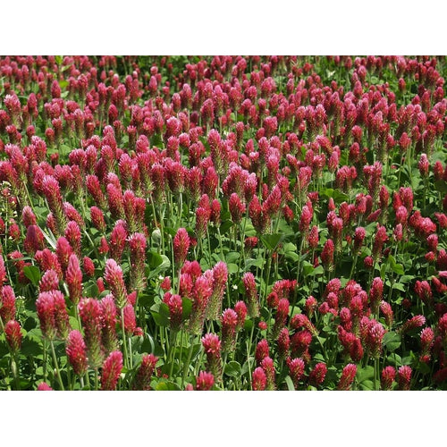 CRIMSON CLOVER - Boondie Seeds