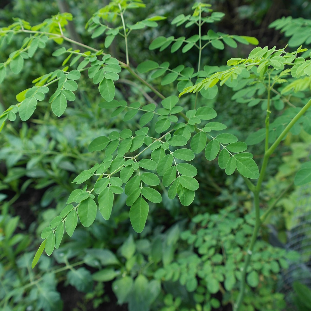 MORINGA OLEIFERA / Drumstick Tree / Miracle Tree seeds