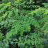 MORINGA OLEIFERA / Drumstick Tree / Miracle Tree seeds