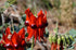 STURTS DESERT PEA seeds / Swainsona formosa *AUSTRALIAN NATIVE*