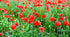 POPPY 'Flanders Red' seeds