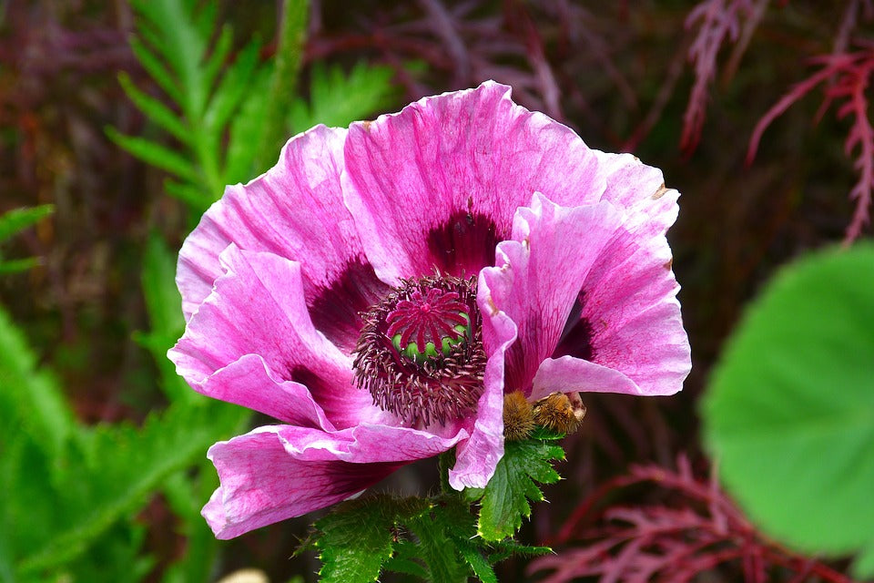 POPPY 'Oriental Mix' *Perennial* seeds