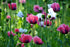 POPPY 'Oriental Mix' *Perennial* seeds