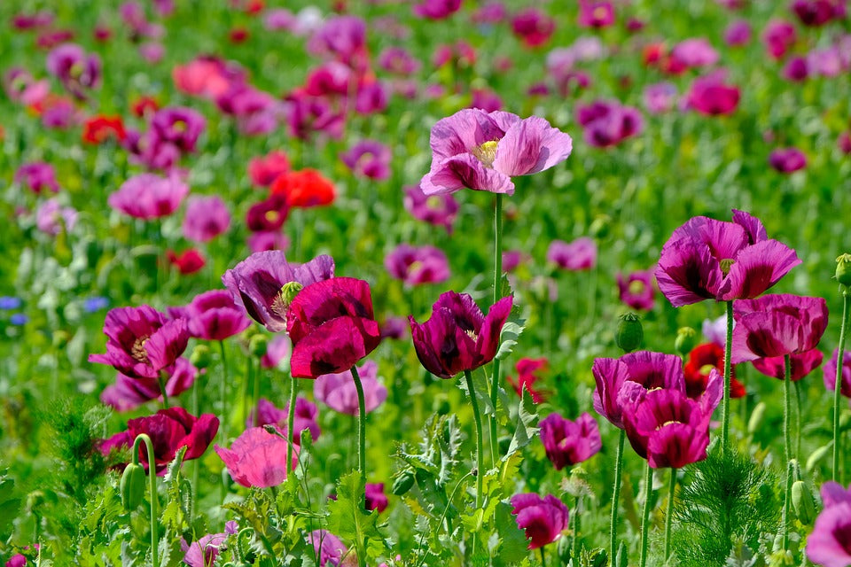 POPPY 'Oriental Mix' *Perennial* seeds