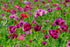 POPPY 'Oriental Mix' *Perennial* seeds