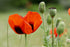 POPPY 'Ladybird' seeds