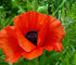 POPPY 'Oriental Mix' *Perennial* seeds