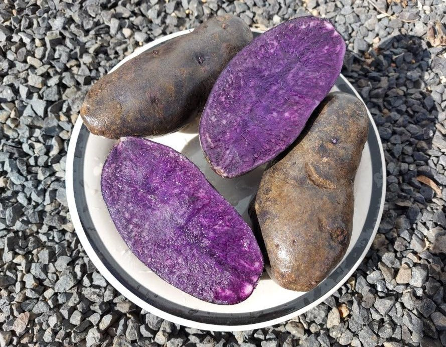 SEED POTATO - Midnight Pearl (Purple)