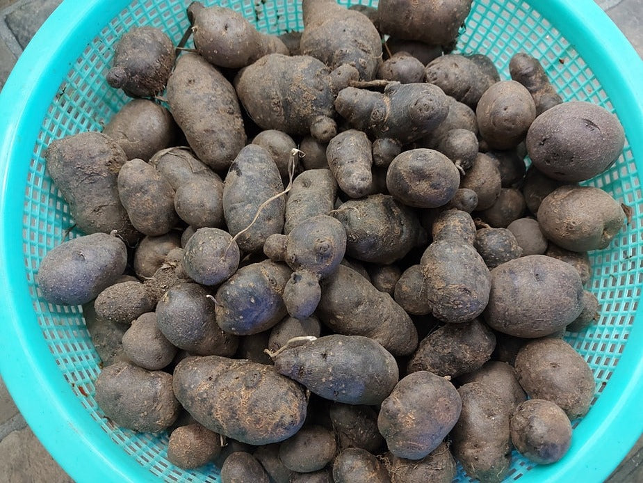 SEED POTATO - Purple Mix