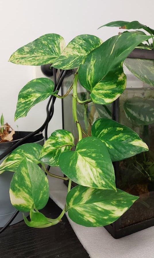 POTHOS / Devil's ivy - Gold Vine -Epipremnum aureum