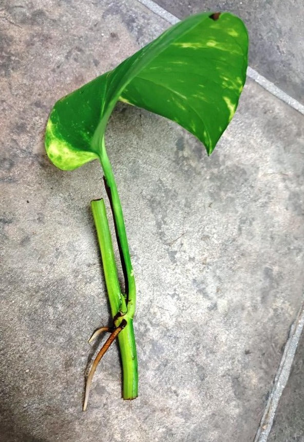 POTHOS / Devil's ivy - Gold Vine -Epipremnum aureum