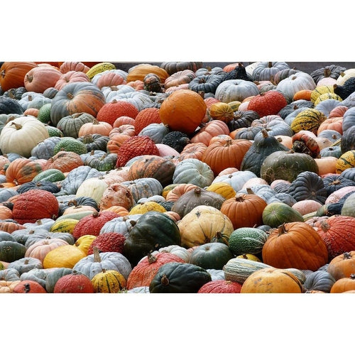 PUMPKIN 'Heirloom Mix' - Boondie Seeds