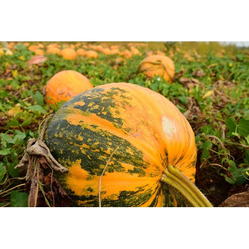 PUMPKIN 'Styrian Hulless' / Pepita - Boondie Seeds