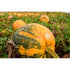 PUMPKIN 'Styrian Hulless' / Pepita - Boondie Seeds