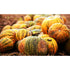 PUMPKIN 'Styrian Hulless' / Pepita - Boondie Seeds